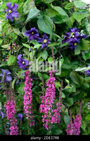 Lythrum salicaria, lila loosestrife, clematis durandii, blau lila rosa Blüten, lila Blume Spitze, rosa Blume spire, rosa Spitzen, rosa Spitzen, Blume, f Stockfoto