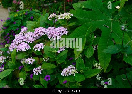 Geranium Anne Thomson, Hydrangea macrophylla Ayesha, kompakte Mophead-Hortensien, lila-rosa Magenta-Blumen, Blume, Blumen, Blüte, mehrjährige Stauden, Stockfoto