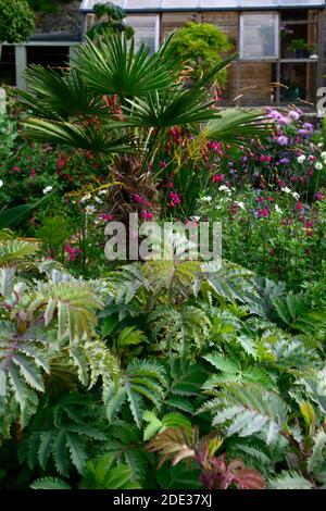melianthus Major lila Dunst, Honig Busch, blaues Laub, Blätter, Garten, Gärten, zarte mehrjährige, Stockfoto