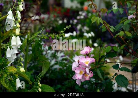 Rosa offene Arme, Rose offene Arme, Chewpixcel, Ramblerrose, blass rosa Blüten, Blume, Blüte, einzelne Blütenblatt Rose, weiß Fuchshandschuh, digitalis alba, RM floral Stockfoto