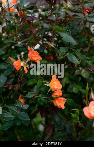 Rosa Warm Willkommen, Rose Warm Willkommen, Chewizz, Orange Blumen, Orange Kletterrose, Rosen, Blüte, RM floral Stockfoto