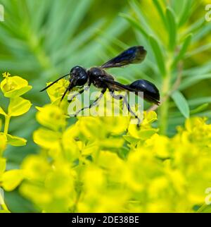 Makro einer schwarzen grastragenden Wespe (isodontia mexicana) Stockfoto