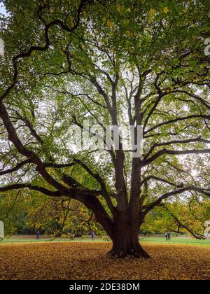 Indian Summer, Platane Ahorn- National Heritage Tree in Hirschpark in Hamburg-Blankenese, Deutschland, Europa Stockfoto