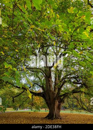 Indian Summer, Platane Ahorn- National Heritage Tree in Hirschpark in Hamburg-Blankenese, Deutschland, Europa Stockfoto