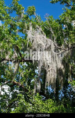 Spanisches Moos, hängend auf Baumglied, Natur, anmutig, Tillandsia usneoides, epiphytisch blühende Pflanze, bromeliad, Everglades National Park; Florida; F Stockfoto