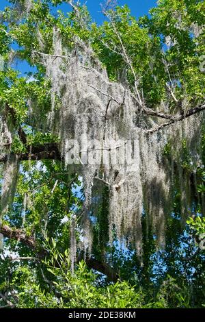 Spanisches Moos, hängend auf Baumglied, Natur, anmutig, Tillandsia usneoides, epiphytisch blühende Pflanze, bromeliad, Everglades National Park; Florida, F Stockfoto