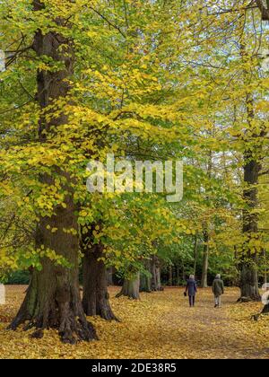 Indian Summer, Limetere Gasse in Hirschpark in Hamburg-Blankenese, Deutschland, Europa Stockfoto