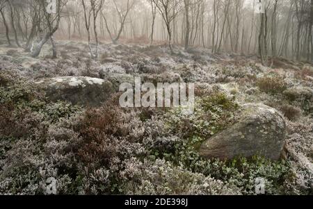 Frostbedeckte Vegetation auf Heide und neblige Wälder im Peak District. Aufgenommen während der frühen Winterzeit. Stockfoto