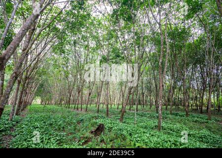 Kautschukplantage in Basilan, Philippinen Stockfoto