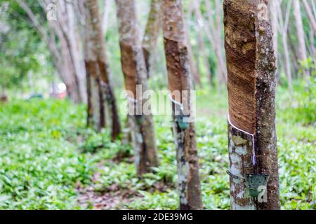 Kautschukplantage in Basilan, Philippinen Stockfoto