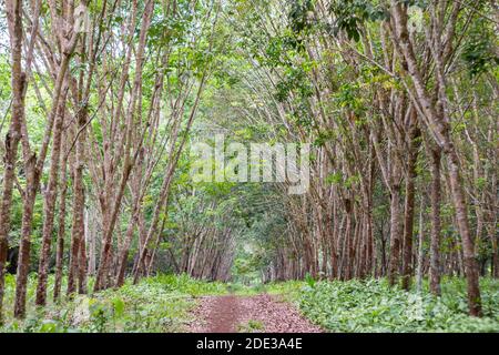 Gummibäume auf einer Plantage in Basilan, Philippinen Stockfoto