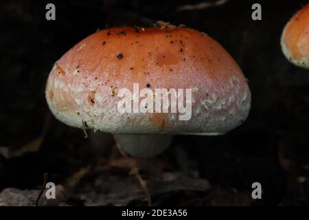 Steinbüschel Pilze Stockfoto