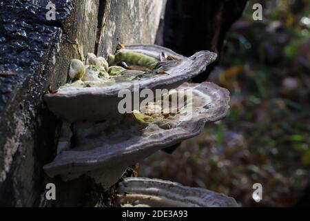 Trametes gibbosa, die klumpige Klammer Stockfoto