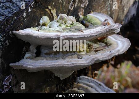 Trametes gibbosa, die klumpige Klammer Stockfoto