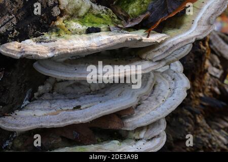 Trametes gibbosa, die klumpige Klammer Stockfoto