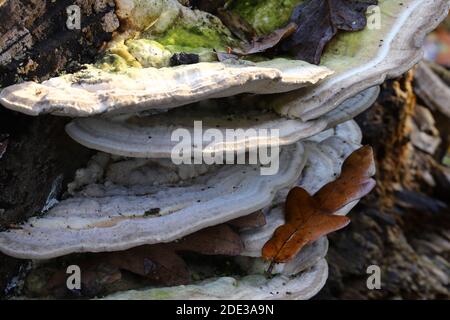 Trametes gibbosa, die klumpige Klammer Stockfoto