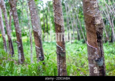 Gummibäume auf einer Plantage in Basilan, Philippinen Stockfoto