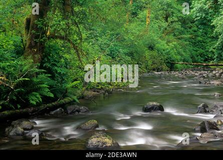 North Fork Smith River, Kentucky Falls Special Interest Area, Siuslaw National Forest, Oregon Stockfoto