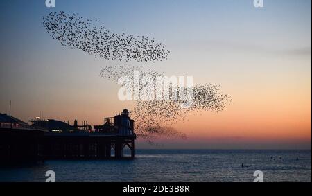 Brighton UK 28. November 2020 - Paddle Boarders Genießen Sie den Sonnenuntergang am späten Nachmittag und das sternenhafte Murmeln am Brighton Palace Pier, während ein schöner warmer Herbsttag an der Südküste zu Ende geht : Credit Simon Dack / Alamy Live News Stockfoto