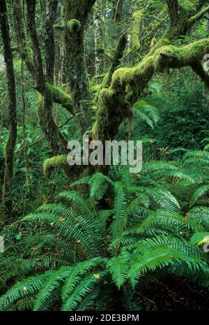 Bigleaf Ahorn (Acer macrophyllum) entlang Coffenberry Lake Trail, Fort Stevens State Park, Oregon Stockfoto