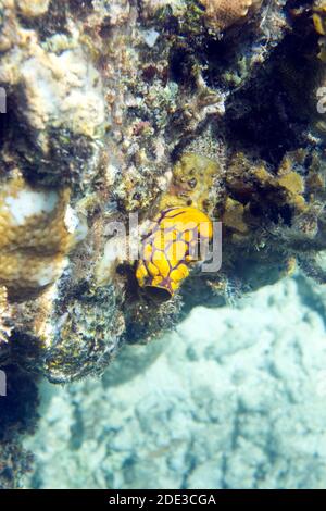 Eine Polycarpa aurata im Meer der Togischen Inseln, Indonesien Stockfoto