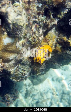 Eine Polycarpa aurata im Meer der Togischen Inseln, Indonesien Stockfoto