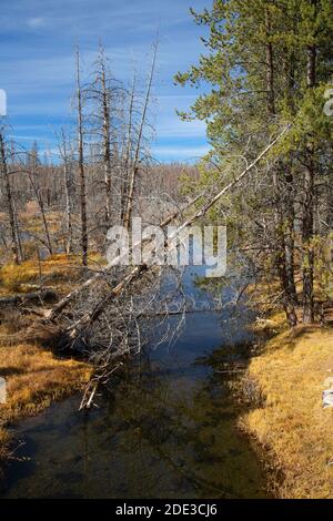 Beaver Pond im Hannan Campground, Sycan Wild and Scenic River, Fremont National Forest, Oregon Stockfoto