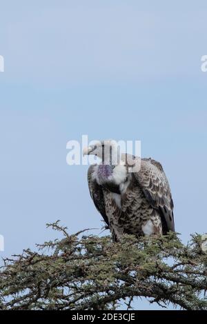 Afrika, Kenia, Laikipia Plateau, Ol Pejeta Conservancy. Ruppells Geier (WILD: Gyps rueppelli), alias Ruppells Gänsegeier, vom Aussterben bedroht Stockfoto