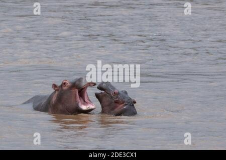 Afrika, Kenia, Northern Serengeti Plains, Maasai Mara. Hippopotamus Mutter und Baby (WILD: Hippopotamus amphibius) im Mara River. Stockfoto