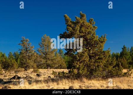 Juniper Grassland, Fremont National Forest, Oregon Stockfoto