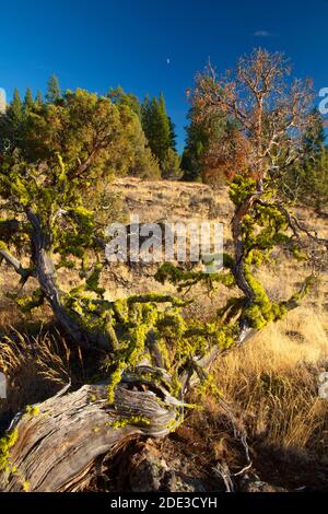 Juniper Grassland, Fremont National Forest, Oregon Stockfoto