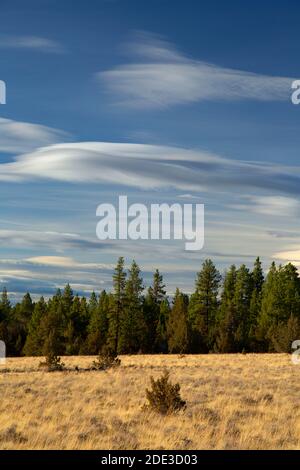 Juniper Grassland, Fremont National Forest, Oregon Stockfoto