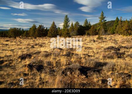 Juniper Grassland, Fremont National Forest, Oregon Stockfoto