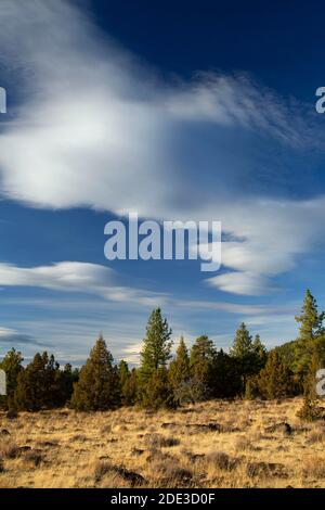 Juniper Grassland, Fremont National Forest, Oregon Stockfoto