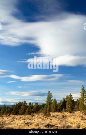 Juniper Grassland, Fremont National Forest, Oregon Stockfoto