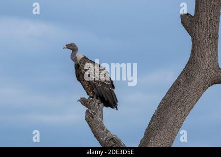 Afrika, Kenia, Northern Serengeti Plains, Maasai Mara. Ruppells Geier (WILD: Gyps rueppelli), alias Ruppells Gänsegeier, vom Aussterben bedroht. Stockfoto