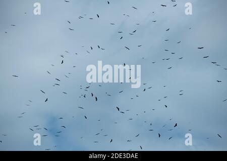 Afrika, Kenia, Northern Serengeti Plains, Maasai Mara. Gemischte Schar von Geiern (Ruppells Griffon, Weißrückengeier, beide bedrohen Arten) umkreisen Stockfoto