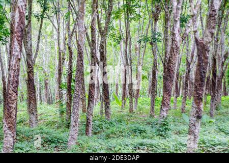 Gummibäume auf einer Plantage in Basilan, Philippinen Stockfoto