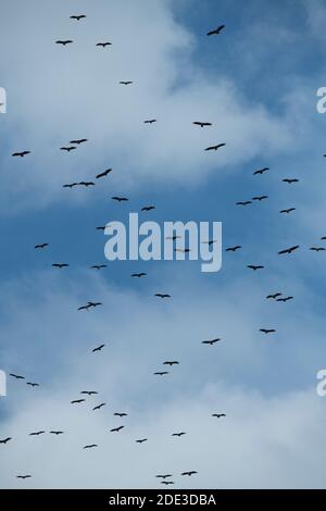 Afrika, Kenia, Northern Serengeti Plains, Maasai Mara. Gemischte Schar von Geiern (Ruppells Griffon, Weißrückengeier, beide bedrohen Arten) umkreisen Stockfoto