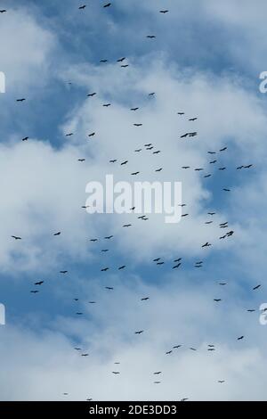 Afrika, Kenia, Northern Serengeti Plains, Maasai Mara. Gemischte Schar von Geiern (Ruppells Griffon, Weißrückengeier, beide bedrohen Arten) umkreisen Stockfoto