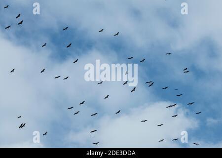 Afrika, Kenia, Northern Serengeti Plains, Maasai Mara. Gemischte Schar von Geiern (Ruppells Griffon, Weißrückengeier, beide bedrohen Arten) umkreisen Stockfoto