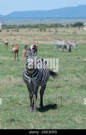 Afrika, Tansania, Serengeti-Ebenen. Plains Zebra aka common oder Burchell's Zebra (WILD: Equus burchellii) mit Cok's hartebeest in der Ferne. Stockfoto