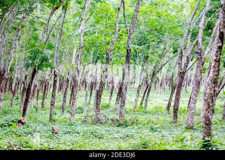 Gummibäume auf einer Plantage in Basilan, Philippinen Stockfoto