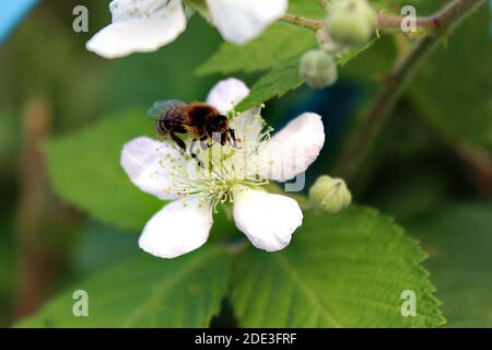 Biene auf einer weißen Brombeerblüte Stockfoto