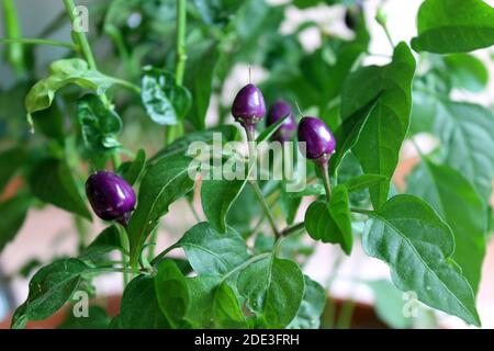 Kleine lila scharfe Chilischoten Nahaufnahme. Capsicum frutescens. Wachsende Pflanzendetails. Gartenbett, Gewächshaus. Kegelförmige Chilis, grüne Blätter. Würziger Bio-Geschmack Stockfoto