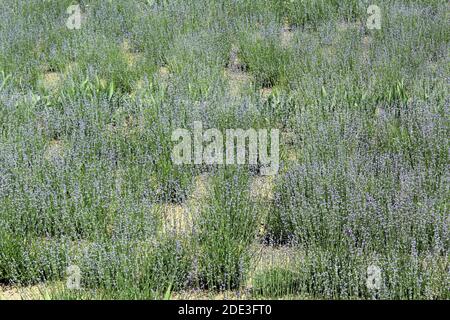 Volles Lavandula angustifolia Feld in Blüte Stockfoto