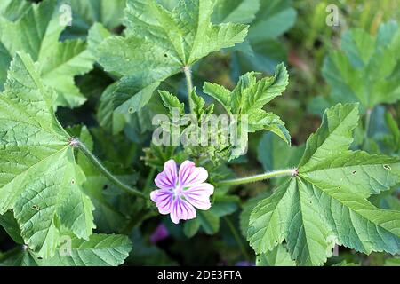 Althaea officinalis violette Blüte in Blüte Stockfoto