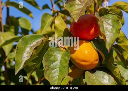 Ein Paar orangefarbene Kaki auf einem Ast mit grünen Blättern. Gesunde oder alternative Obst-und Diät-Konzepte Stockfoto