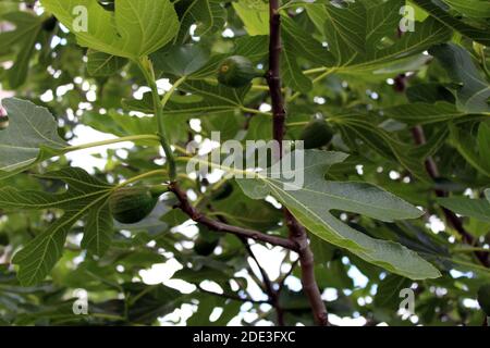 Unreife Feigen in einem Feigenbaum Stockfoto