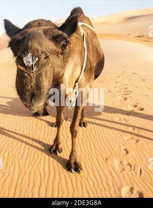 Kamera neugierig Kamel Nahaufnahme in der Rub'al Khali Wüste aka Das Leere Viertel Stockfoto